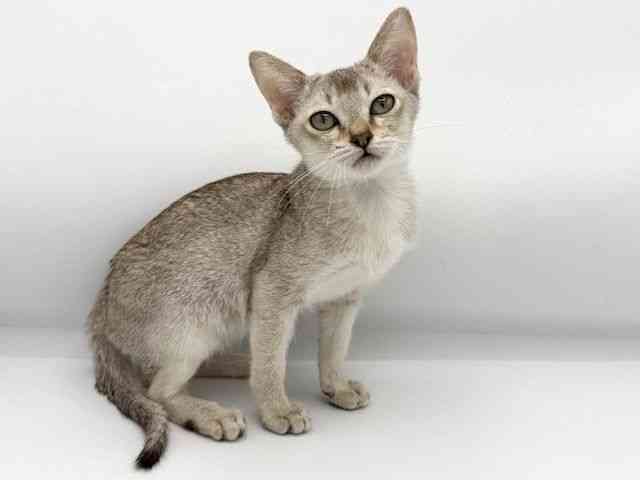 大阪府のシンガプーラ (ひごペットフレンドリーららぽーとEXPOCITY店/2025年9月10日生まれ/女の子/セピアアグーティ)の子猫の3枚目の画像