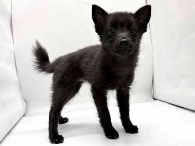 京都府のスキッパーキ (ひごペットフレンドリー京都店/2025年9月25日生まれ/女の子/ブラック)の子犬の3枚目の画像