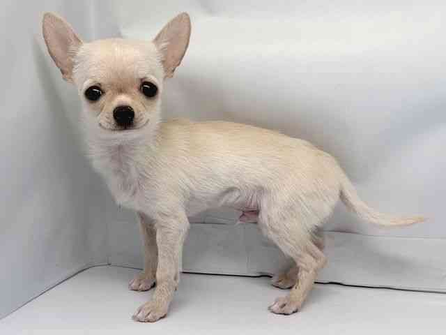 京都府のチワワ(スムース) (ひごペットフレンドリー洛北阪急スクエア店/2025年9月25日生まれ/男の子/クリーム)の子犬の3枚目の画像