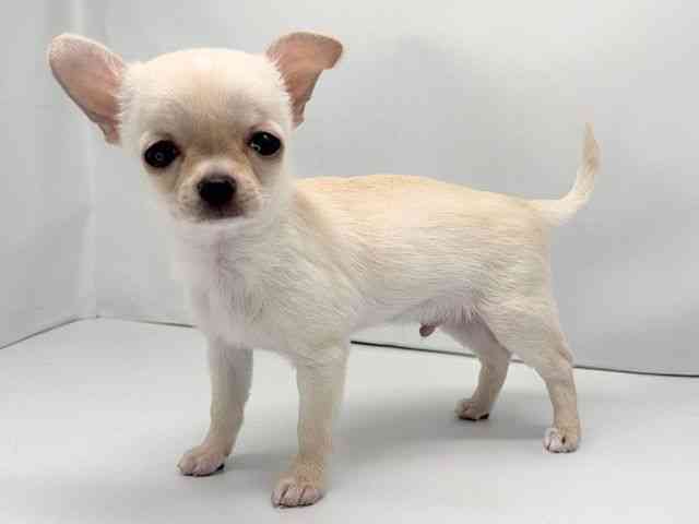 京都府のチワワ(スムース) (ひごペットフレンドリー洛北阪急スクエア店/2025年9月25日生まれ/男の子/クリーム)の子犬の3枚目の画像