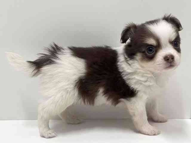 愛知県のチワワ(ロング) (ひごペットフレンドリーららぽーと名古屋みなとアクルス店/2025年9月27日生まれ/男の子/チョコレートクリームホワイト)の子犬の3枚目の画像