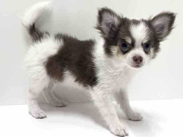 愛知県のチワワ(ロング) (ひごペットフレンドリーららぽーと名古屋みなとアクルス店/2025年9月27日生まれ/男の子/チョコレートクリームホワイト)の子犬の3枚目の画像