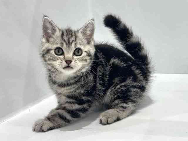 大阪府のアメリカンショートヘアー (ひごペットフレンドリーセブンパーク天美店/2025年9月25日生まれ/男の子/シルバータビー)の子猫の3枚目の画像