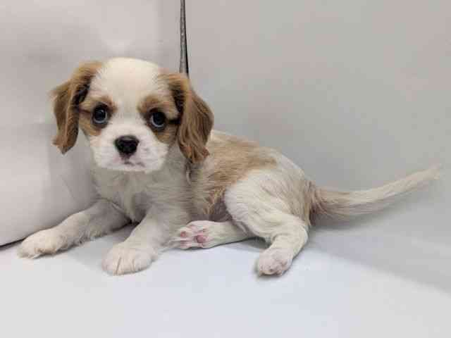 京都府のキャバリアキングチャールズスパニエル (ひごペットフレンドリー京都店/2025年9月27日生まれ/男の子/ブレンハイム)の子犬の3枚目の画像