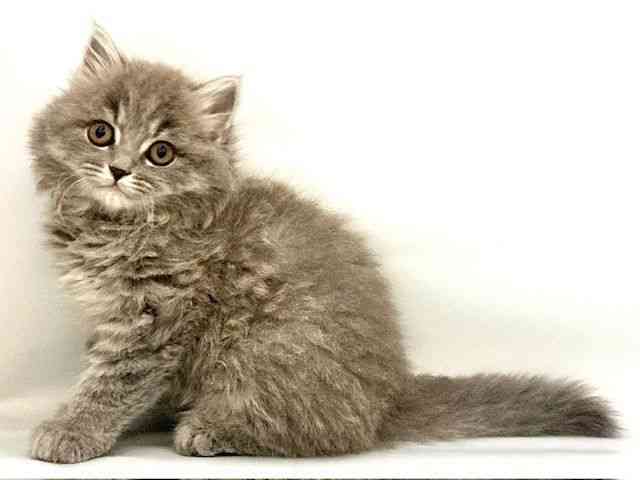 大阪府のスコティッシュフォールド (ひごペットフレンドリー東淀川店/2025年9月27日生まれ/女の子/ブルータビー)の子猫の3枚目の画像