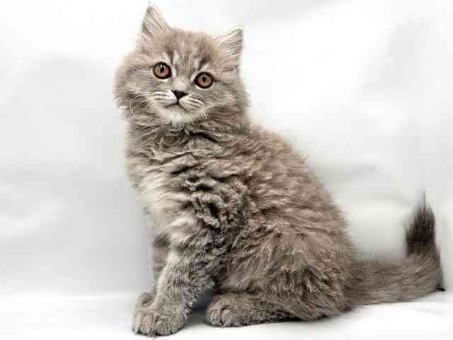 大阪府のスコティッシュフォールド (ひごペットフレンドリー東淀川店/2025年9月27日生まれ/女の子/ブルータビー)の子猫の3枚目の画像