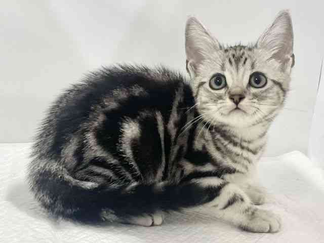 高知県のアメリカンショートヘアー (ひごペットフレンドリーイオンモール高知店/2025年9月27日生まれ/男の子/シルバータビー)の子猫の3枚目の画像