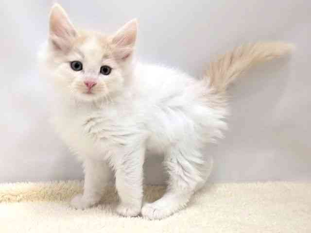 広島県のノルウェージャンフォレストキャット (ひごペットフレンドリーゆめタウン廿日市店/2025年9月27日生まれ/男の子/クリームタビーホワイト)の子猫の3枚目の画像