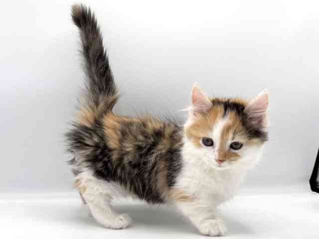 愛知県のマンチカン (ひごペットフレンドリープライムツリー赤池店/2025年9月24日生まれ/女の子/シルバーパッチドタビーホワイト)の子猫の3枚目の画像