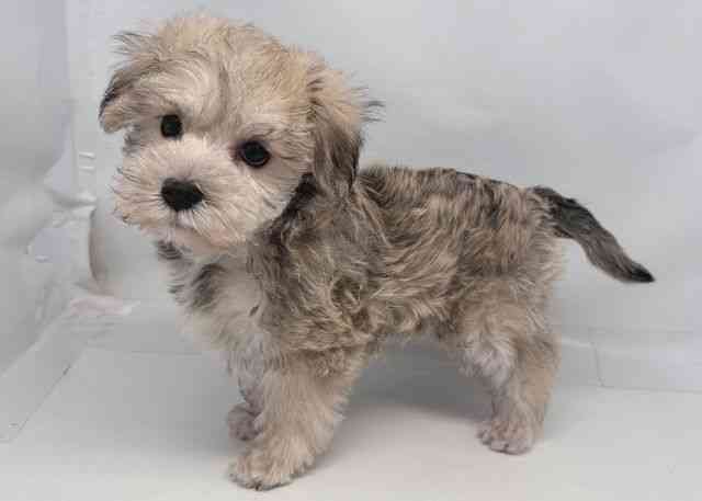 鳥取県のシュナマル/マルシュナ(シュナウザー×マルチーズ) (ひごペットフレンドリーイオンモール鳥取北店/2025年9月27日生まれ/女の子/クリーム)の子犬の3枚目の画像