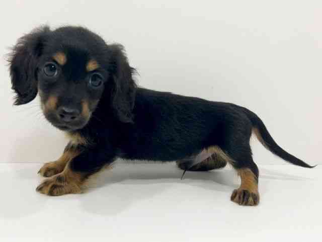 広島県のカニンヘンダックスフンド(ロング) (ひごペットフレンドリーフジグラン神辺店/2025年9月27日生まれ/男の子/ブラックタン)の子犬の3枚目の画像