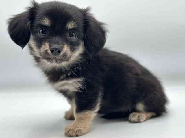 香川県のチワックス(チワワ×ダックス) (ひごペットフレンドリーゆめタウン高松店/2025年9月27日生まれ/女の子/ブラックタン)の子犬の3枚目の画像