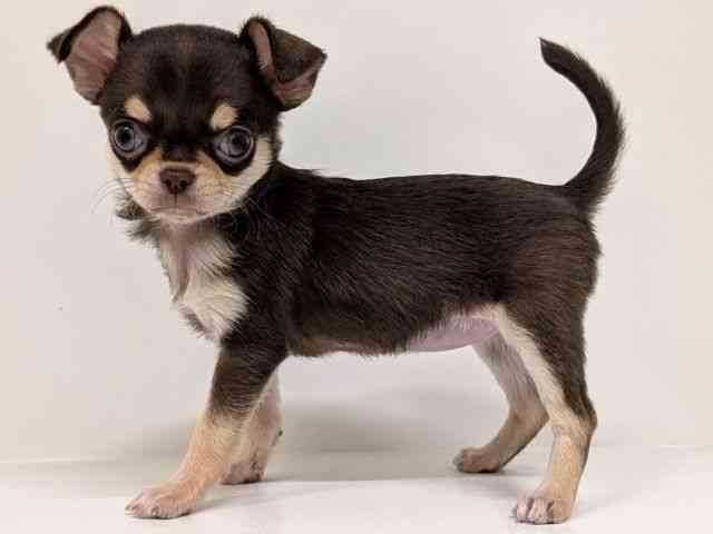 福岡県のチワワ(スムース) (ひごペットフレンドリーリバーウォーク北九州店/2025年9月28日生まれ/女の子/チョコレートタン)の子犬の3枚目の画像