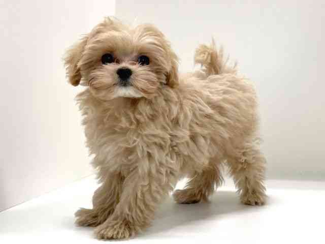 兵庫県のマルプー(マルチーズ×プードル) (ひごペットフレンドリーイトーヨーカドー明石店/2025年9月24日生まれ/男の子/クリーム)の子犬の3枚目の画像