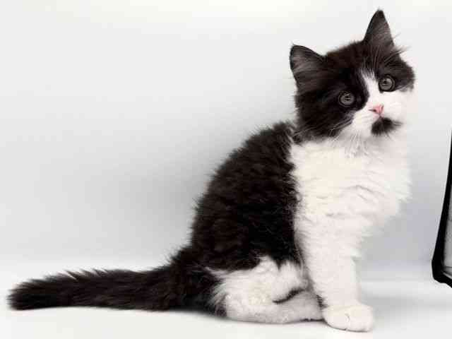 愛知県のスコティッシュフォールド (ひごペットフレンドリープライムツリー赤池店/2025年9月24日生まれ/男の子/ブラックホワイト)の子猫の3枚目の画像