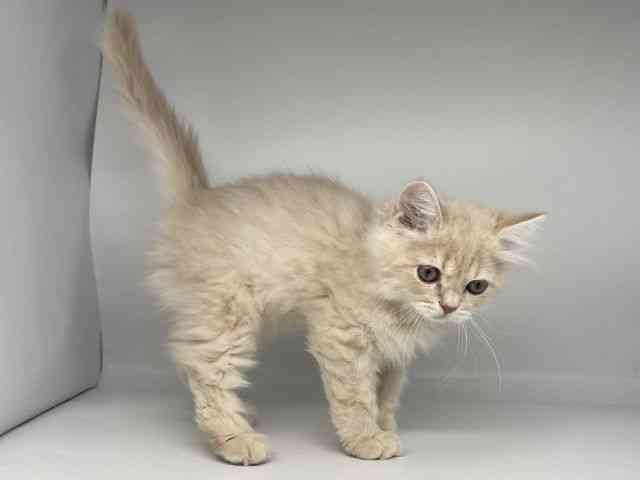 徳島県のスコティッシュフォールド (ひごペットフレンドリーゆめタウン徳島店/2025年9月24日生まれ/男の子/クリームタビー)の子猫の3枚目の画像