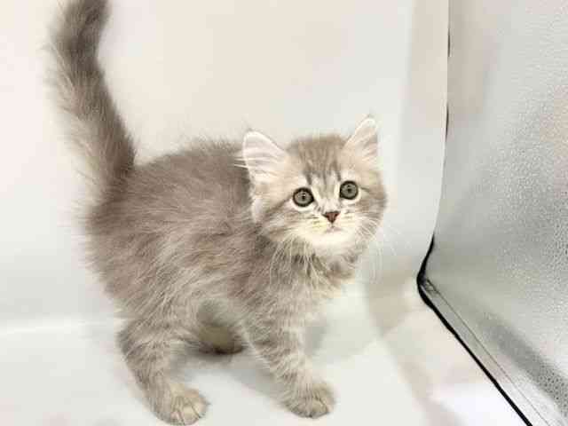 大阪府のスコティッシュフォールド (ひごペットフレンドリーイオンタウン豊中庄内店/2025年9月28日生まれ/男の子/ブルータビー)の子猫の3枚目の画像