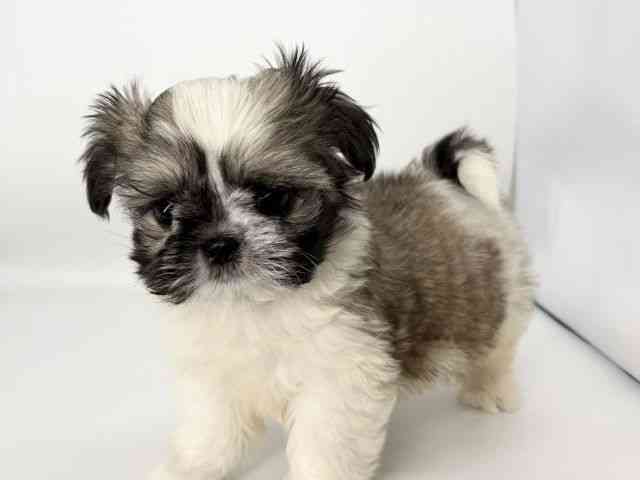 徳島県のチワズー/チワシーズ(チワワ×シーズー) (ひごペットフレンドリーゆめタウン徳島店/2025年9月27日生まれ/男の子/ホワイトゴールド)の子犬の3枚目の画像