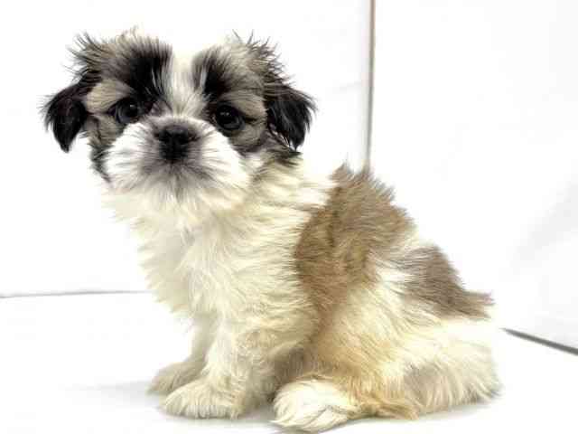 大阪府のチワズー/チワシーズ(チワワ×シーズー) (ひごペットフレンドリーイオンタウン茨木太田店/2025年9月27日生まれ/男の子/ゴールドホワイト)の子犬の3枚目の画像