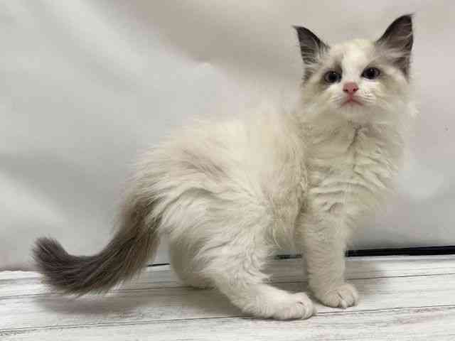 和歌山県のラグドール (ひごペットフレンドリーパームシティ和歌山店/2025年9月25日生まれ/女の子/シールポイントバイカラー)の子猫の3枚目の画像
