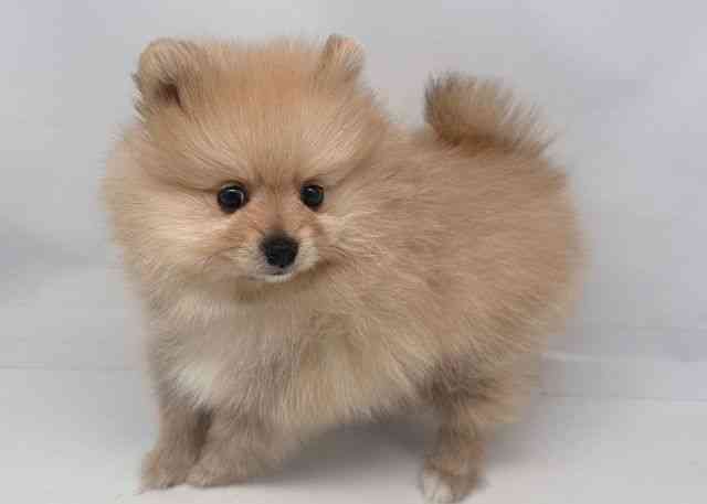 鳥取県のポメラニアン (ひごペットフレンドリーイオンモール鳥取北店/2025年9月27日生まれ/男の子/ウルフセーブル)の子犬の3枚目の画像