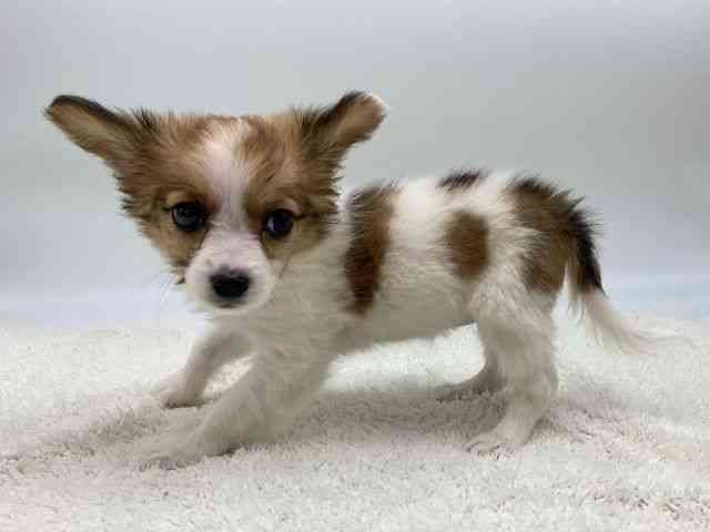 島根県のパピチー/チワパピ(パピヨン×チワワ) (ひごペットフレンドリーイオンモール出雲店/2025年9月28日生まれ/女の子/ホワイトレッド)の子犬の3枚目の画像