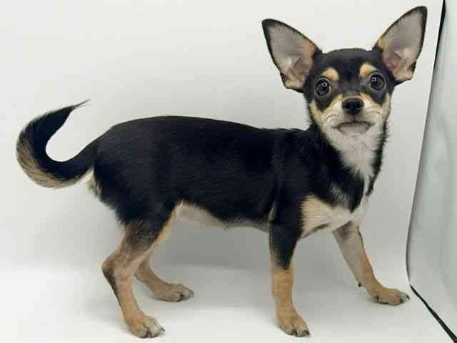 大阪府のチワワ(スムース) (ひごペットフレンドリーみのおキューズモール店/2025年9月26日生まれ/女の子/ブラックタン)の子犬の3枚目の画像