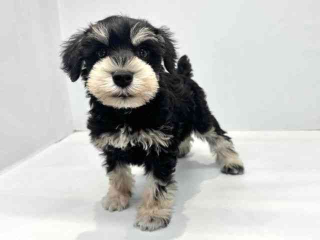 大阪府のミニチュアシュナウザー (ひごペットフレンドリーセブンパーク天美店/2025年9月27日生まれ/男の子/ブラックシルバー)の子犬の3枚目の画像