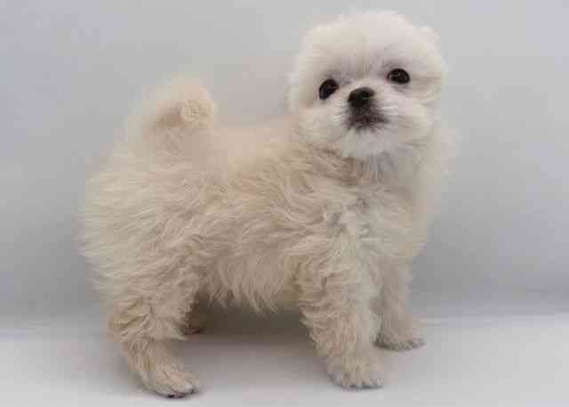 島根県のチワマル/マルチワ(チワワ×マルチーズ) (ひごペットフレンドリーイオン松江ショッピングセンター店/2025年9月27日生まれ/男の子/ホワイト)の子犬の3枚目の画像