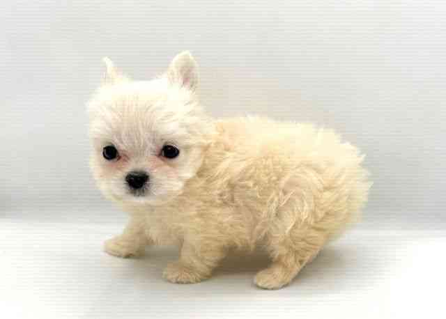 島根県のチワマル/マルチワ(チワワ×マルチーズ) (ひごペットフレンドリーイオン松江ショッピングセンター店/2025年9月27日生まれ/男の子/ホワイト)の子犬の3枚目の画像