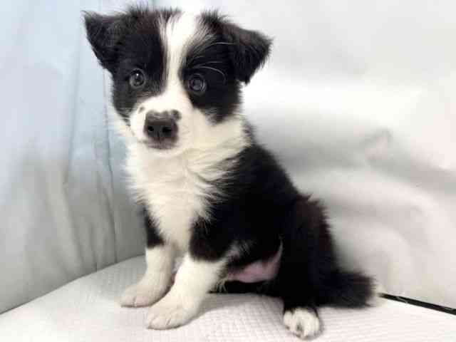 大阪府のボーダーコリー (ひごペットフレンドリー堺プラットプラット店/2025年9月28日生まれ/男の子/ブラックホワイト)の子犬の3枚目の画像