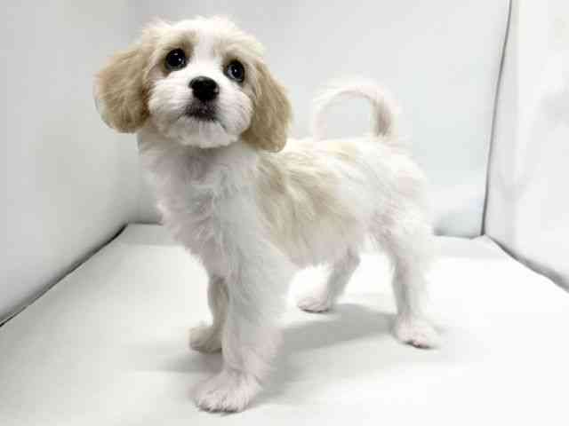 愛媛県のハーフ犬・ミックス犬 (ひごペットフレンドリーイオンモール今治新都市店/2025年9月26日生まれ/女の子/ホワイトクリーム)の子犬の3枚目の画像