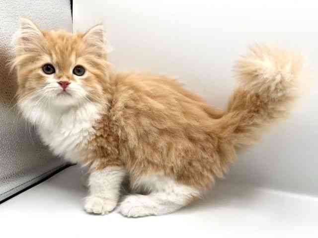 京都府のスコティッシュフォールド (ひごペットフレンドリーイオンモール高の原店/2025年9月28日生まれ/女の子/レッドタビーホワイト)の子猫の3枚目の画像