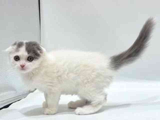 愛知県のスコティッシュフォールド (ひごペットフレンドリーヴィアモール アピタ江南西店/2025年9月24日生まれ/女の子/ブルータビーホワイト)の子猫の3枚目の画像