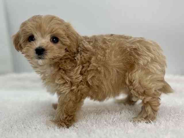 島根県のマルプー(マルチーズ×プードル) (ひごペットフレンドリーイオンモール出雲店/2025年9月26日生まれ/女の子/アプリコット)の子犬の3枚目の画像