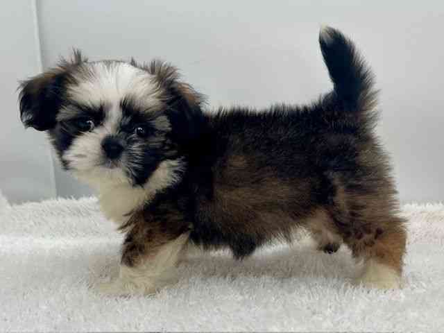 島根県のチワズー/チワシーズ(チワワ×シーズー) (ひごペットフレンドリーイオンモール出雲店/2025年9月27日生まれ/女の子/ホワイトゴールド)の子犬の3枚目の画像