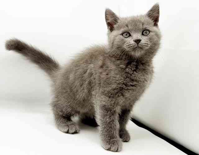 兵庫県のブリティッシュショートヘアー (ひごペットフレンドリーコロワ甲子園店/2025年9月28日生まれ/男の子/ブルー)の子猫の3枚目の画像