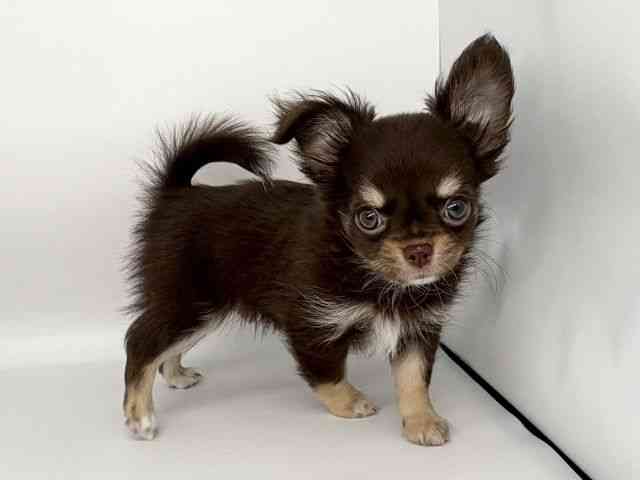 徳島県のチワワ(ロング) (ひごペットフレンドリーゆめタウン徳島店/2025年9月28日生まれ/男の子/チョコレートクリーム)の子犬の3枚目の画像