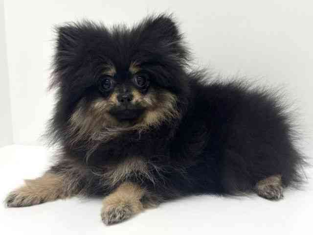 大阪府のポメラニアン (ひごペットフレンドリーくずはモール店/2025年9月28日生まれ/女の子/ブラックタン)の子犬の3枚目の画像