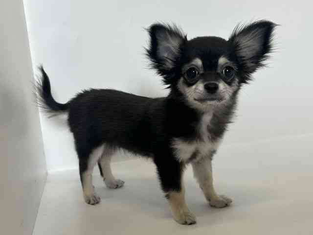 大阪府のチワワ(ロング) (ひごペットフレンドリーアクロスプラザ住之江店/2025年9月26日生まれ/女の子/ブラックタン)の子犬の3枚目の画像