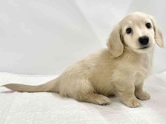 高知県のミニチュアダックスフンド(ロング) (ひごペットフレンドリーイオンモール高知店/2025年9月24日生まれ/男の子/イエロー)の子犬の3枚目の画像