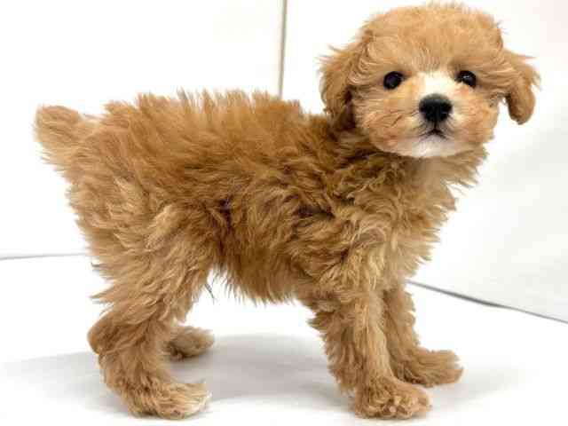 大阪府のトイプードル(トイ) (ひごペットフレンドリーイオンタウン茨木太田店/2025年9月28日生まれ/男の子/オレンジフォーン)の子犬の3枚目の画像