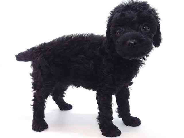 大阪府のトイプードル(トイ) (ひごペットフレンドリーいこらもーる泉佐野店/2025年9月28日生まれ/女の子/ブラック)の子犬の3枚目の画像