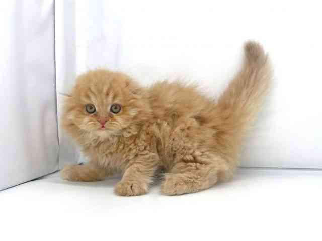 大阪府のスコティッシュフォールド (ひごペットフレンドリーららぽーとEXPOCITY店/2025年9月23日生まれ/女の子/レッドタビー)の子猫の3枚目の画像