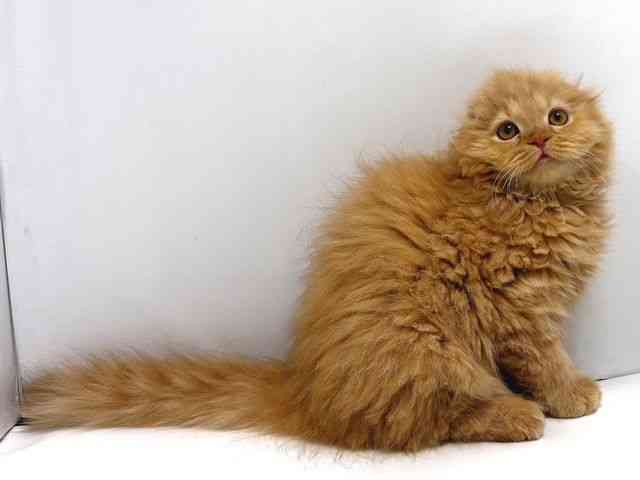 奈良県のスコティッシュフォールド (ひごペットフレンドリー奈良パワーシティ店/2025年9月23日生まれ/女の子/レッドタビー)の子猫の3枚目の画像