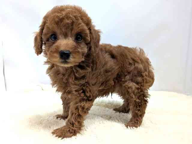 広島県のトイプードル(トイ) (ひごペットフレンドリーゆめタウン廿日市店/2025年9月28日生まれ/男の子/レッド)の子犬の3枚目の画像