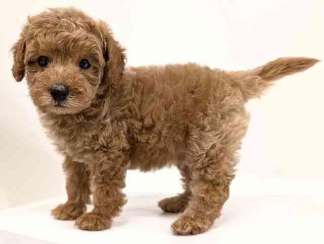 福岡県のトイプードル(トイ) (ひごペットフレンドリーリバーウォーク北九州店/2025年9月26日生まれ/男の子/レッド)の子犬の3枚目の画像