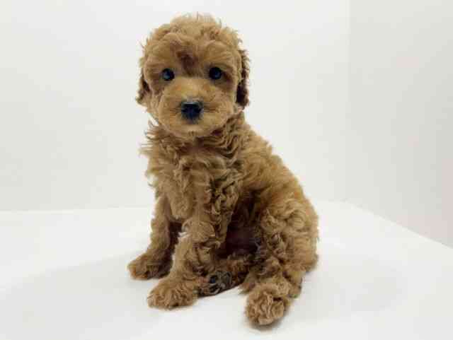 広島県のトイプードル(トイ) (ひごペットフレンドリーフジグラン神辺店/2025年9月26日生まれ/男の子/レッド)の子犬の3枚目の画像