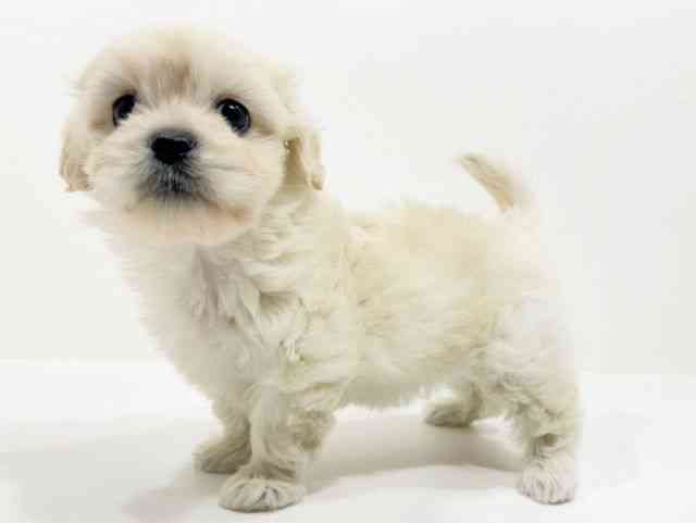 広島県のハーフ犬・ミックス犬 (ひごペットフレンドリーフジグラン神辺店/2025年9月26日生まれ/女の子/ホワイト)の子犬の3枚目の画像