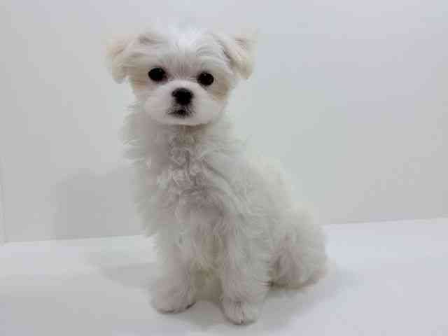 広島県のハーフ犬・ミックス犬 (ひごペットフレンドリーフジグラン神辺店/2025年9月26日生まれ/女の子/ホワイト)の子犬の3枚目の画像